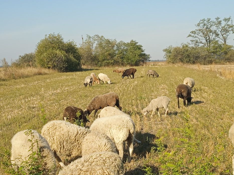 Вівці  черкаська обл.