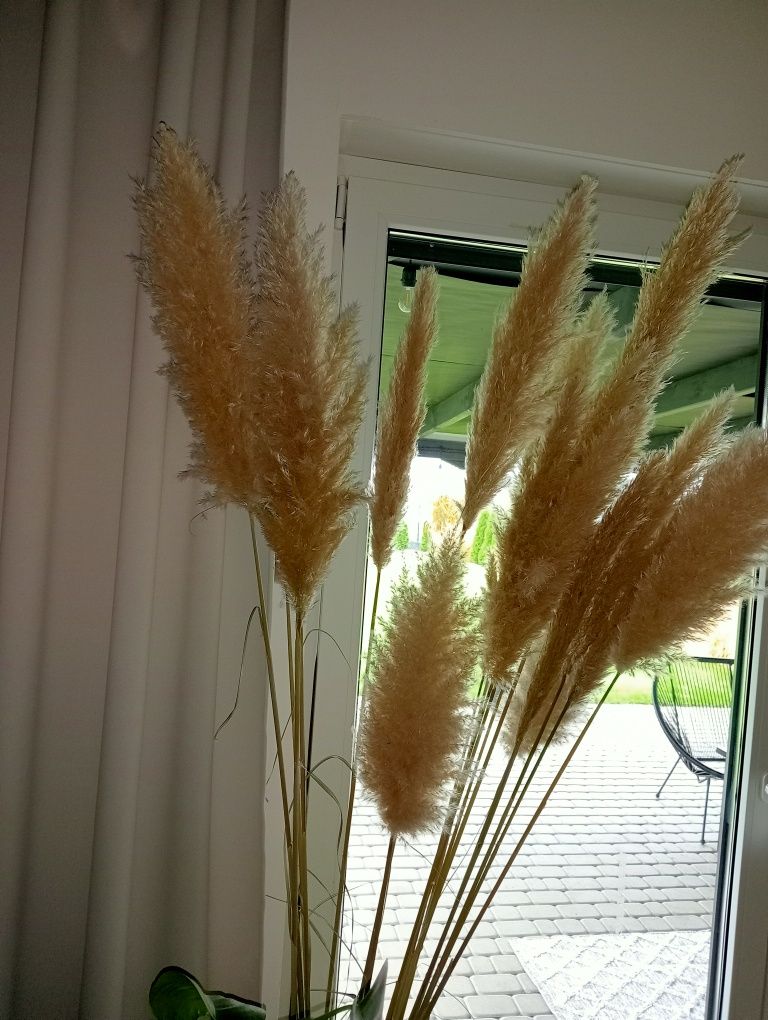 Trawy pampasowe  kwiaty 18 sztuk. 200cm