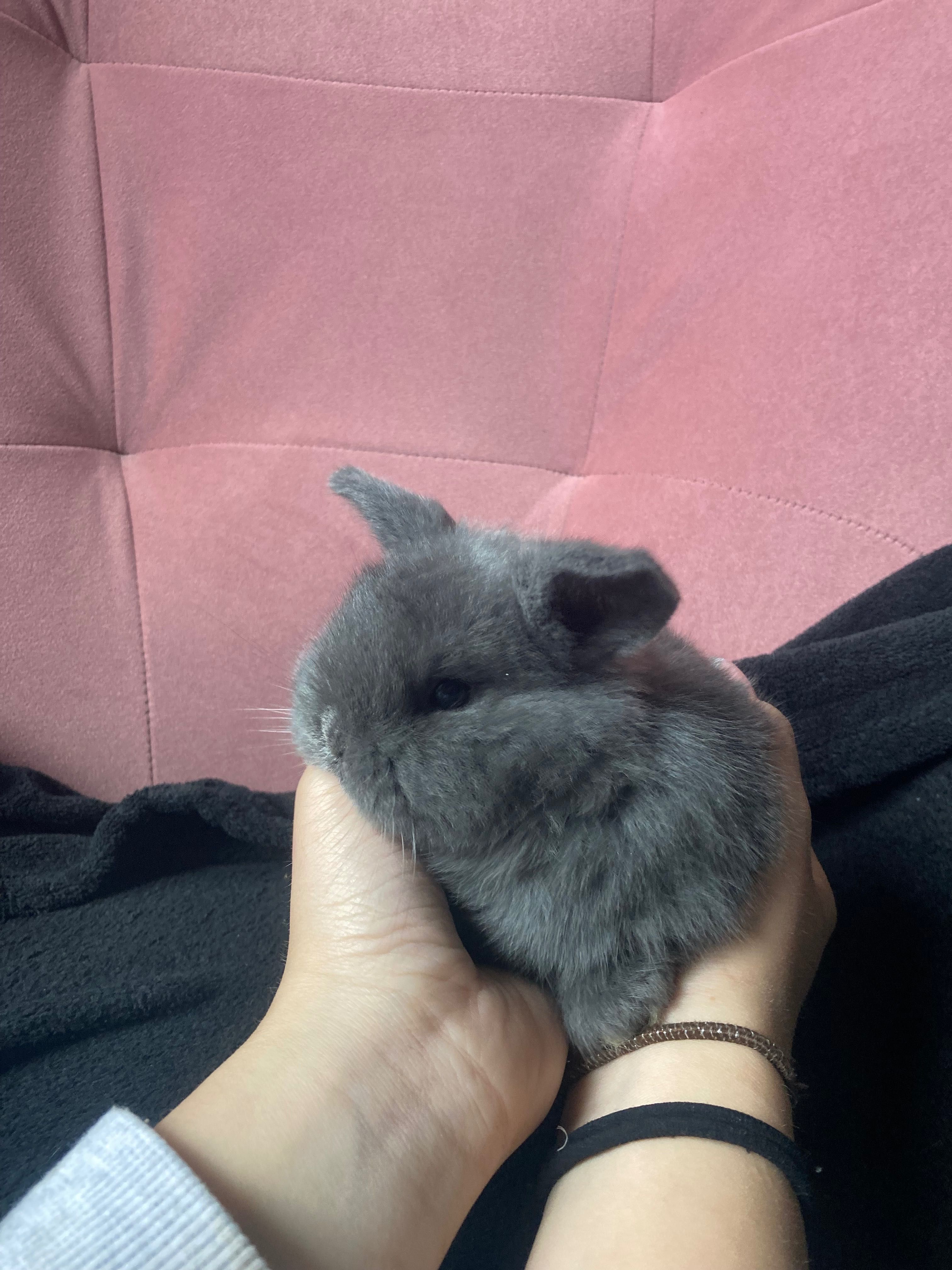 Króliczki Mini Lop