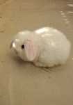 Mini lop orelhudos
