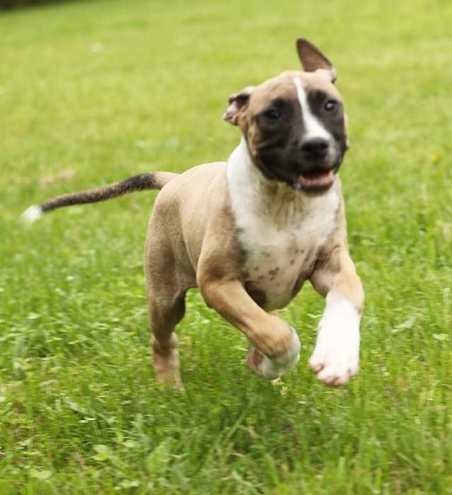 Pit Bull , import Bałkany