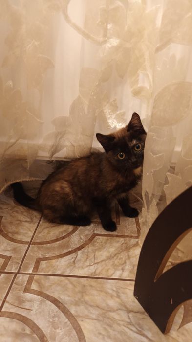 Котенята у добрі руки