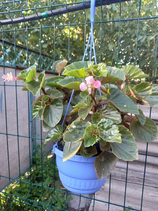 Продам цветочки.