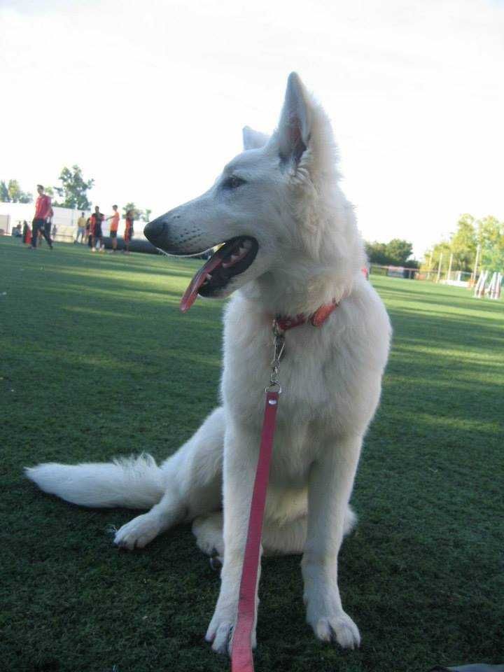 Cachorro de Pastor Branco Suíço