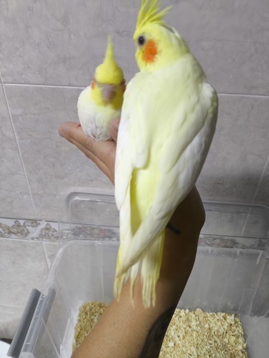 Caturras domesticadas