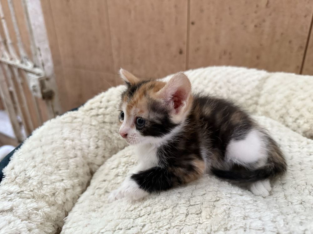 RESERVADA- Gatinha Femea para adoptar