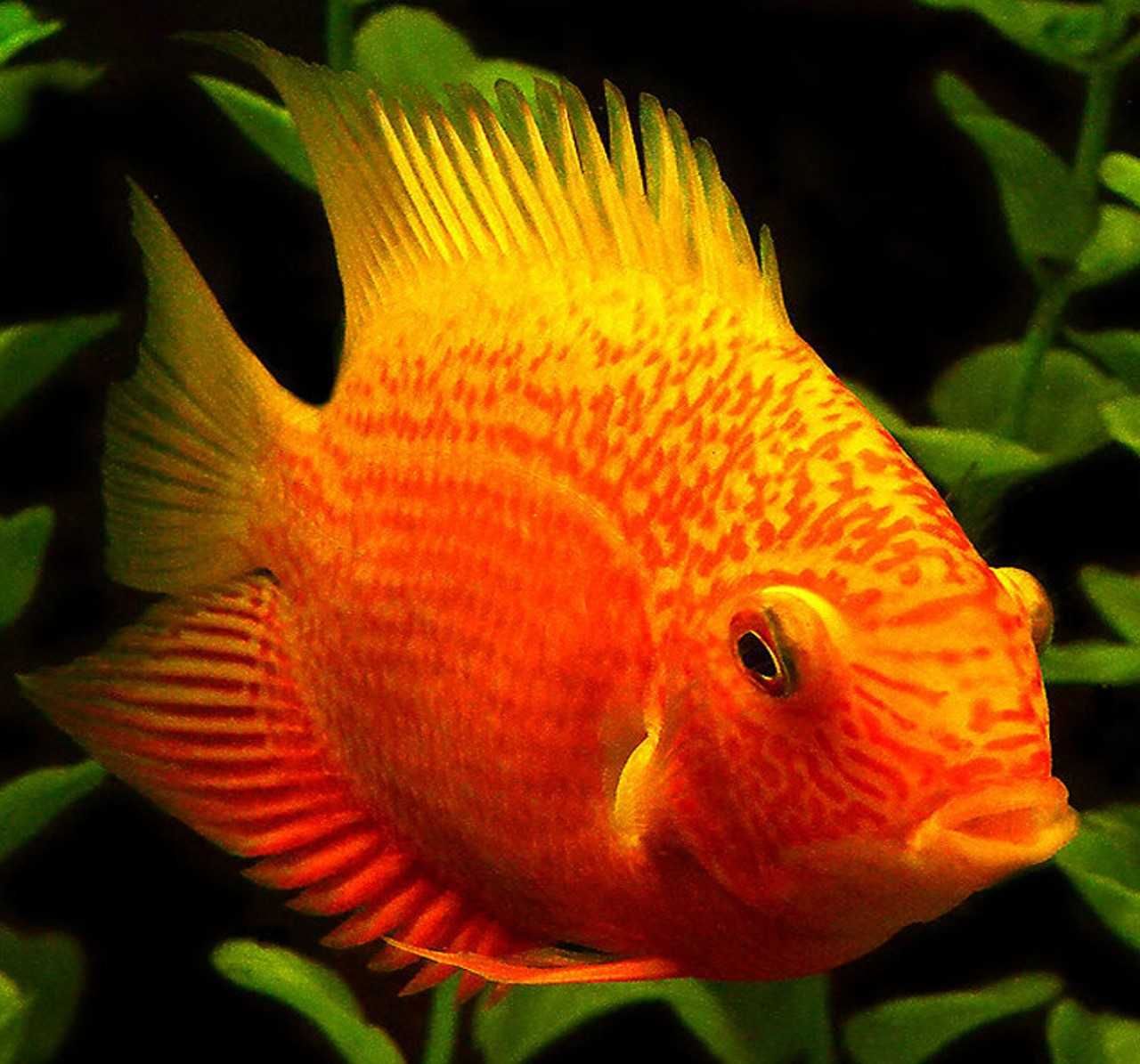 Pielęgnica severum ODMIANA RED - Sewerum - Heros efasciatus - dowóz