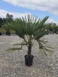 Trachycarpus Fortunei – Palma Ogrodowa Mrozoodporna 150-170 cm
