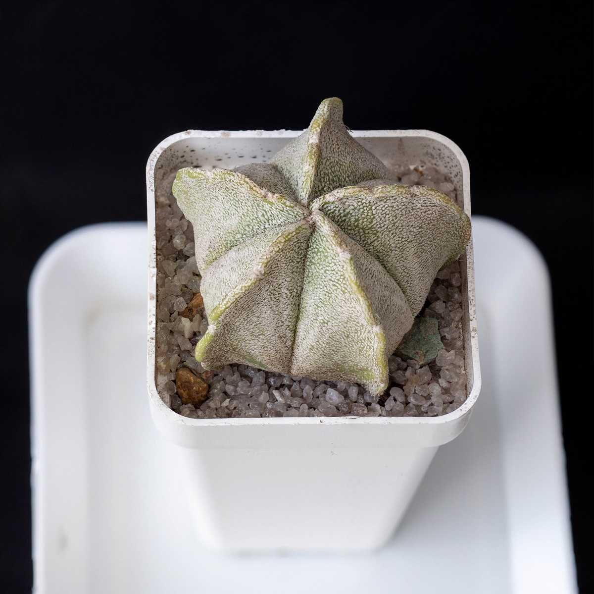 Кактус Астрофитум astrophytum coahuilense myriostigma ornatum орнатум