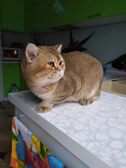 Вязка .золотая шиншилла