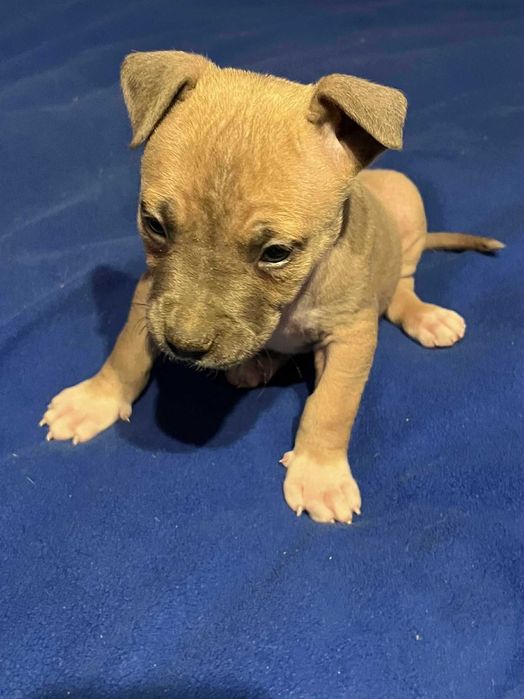 Amstaff mądry samiec