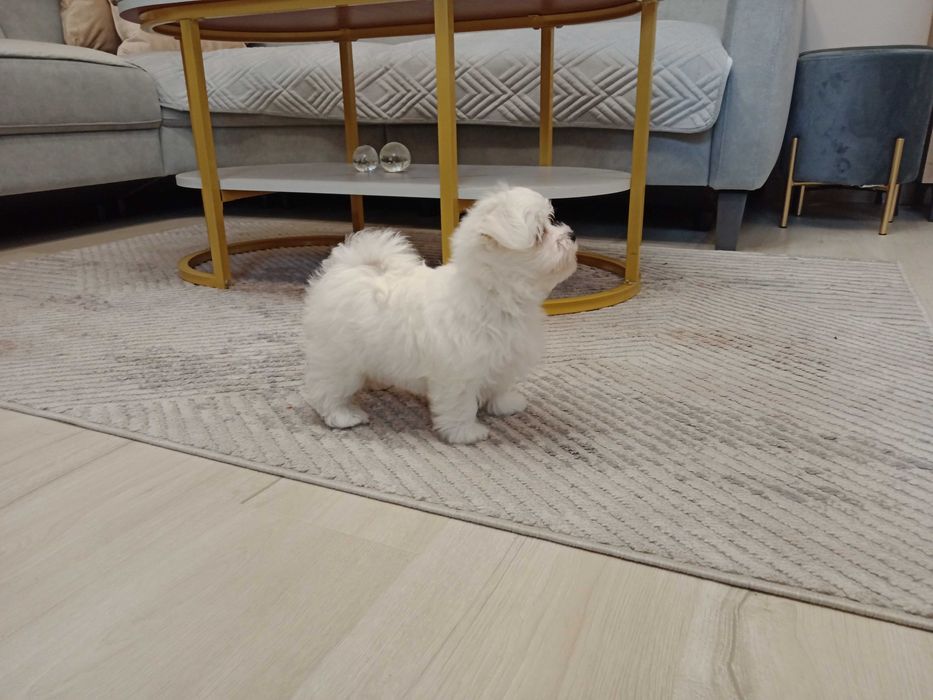 Maltańczyk piękny piesek