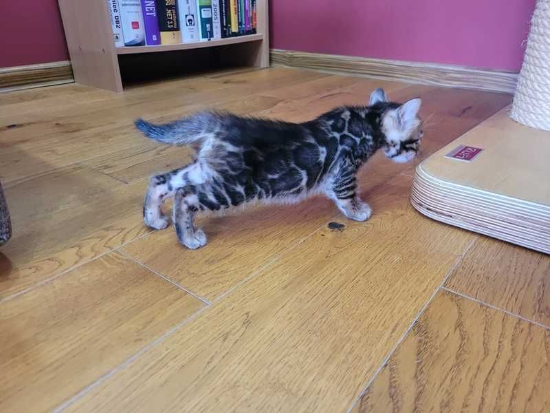 Wyjątkowa kotka Bengalska - kot Bengalski - odbiór grudzień