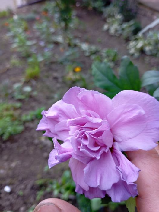 продам саджанці гібіскуса