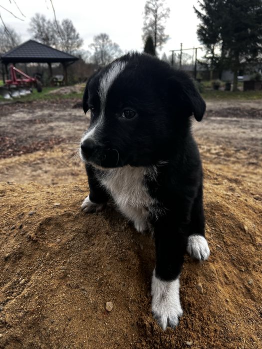 Oddam pieski w dobre ręce