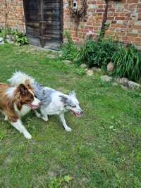 Border Collie pies