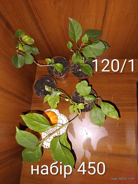 Калла,ахіменеси, традесканція ,фуксія,фікус,бугенвіллія, горт. широкол