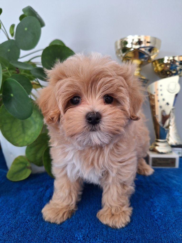 Maltipoo piesek z certyfikatem