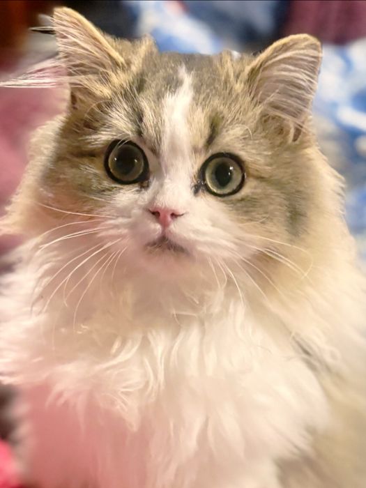 Ignacy zwany Krówciem  kocurek szkocki prostouchy PZF