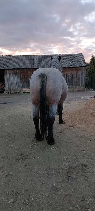 Sprzedam klacz zimnokrwistą