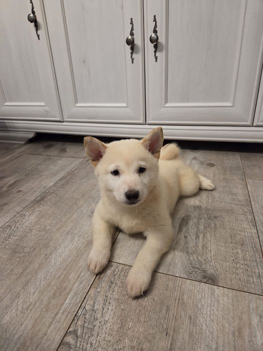 Kremowy piesek Shiba inu