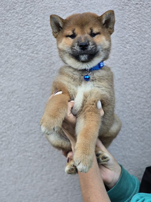 SHIBA INU szczeniak metryka piesek pies do odbioru szczenię