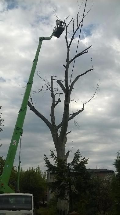 koszenie trawników,nieużytków , wycinka drzew, karczowanie,pielęgnacja