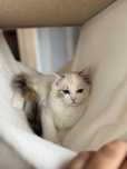 Teqilla kotka szylkretka Ragdoll