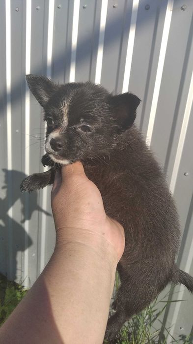 Продам щенков чихуахуа