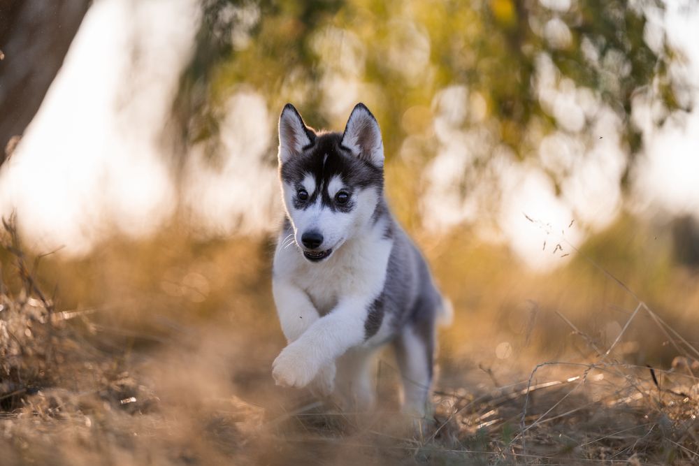 Siberian Husky Zkwp Fci