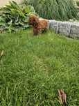 Pudel toy suczka red brown