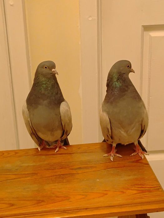 sprzedam gołębie