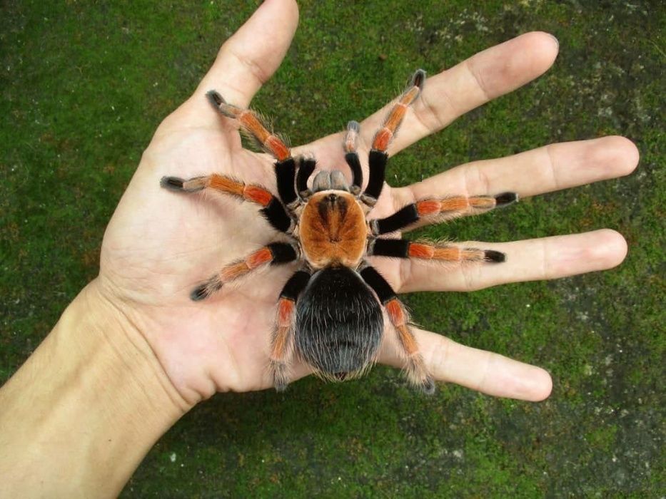 Brachypelma boehmei паук птицеед для новичков с доставкой Тарантул