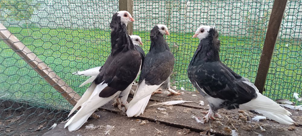 Sprzedam białogłówki Likwidacja!