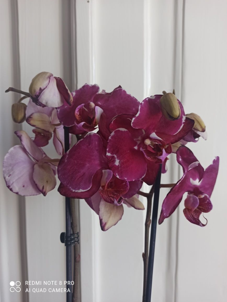 Продам красивую орхидею, сорт Мальвина