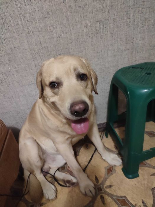 Хлопчик Лабрадор шукає подругу