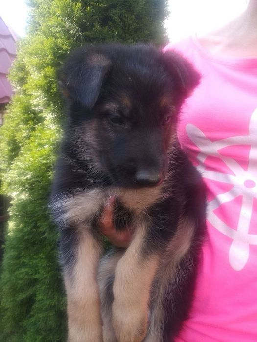 Цуценята Німецької вівчарки