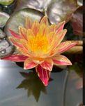 Нимфея, водная лилия, редкие сорта