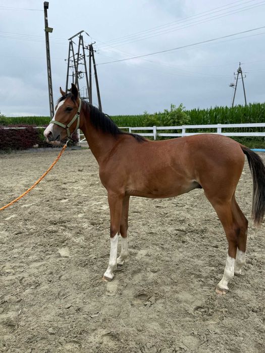 Sprzedam rocznego wałacha