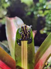 Ranitomeya ventrimaculata drzewołaz żaba kijanki