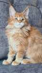 Kotka Maine Coon rudy ticked