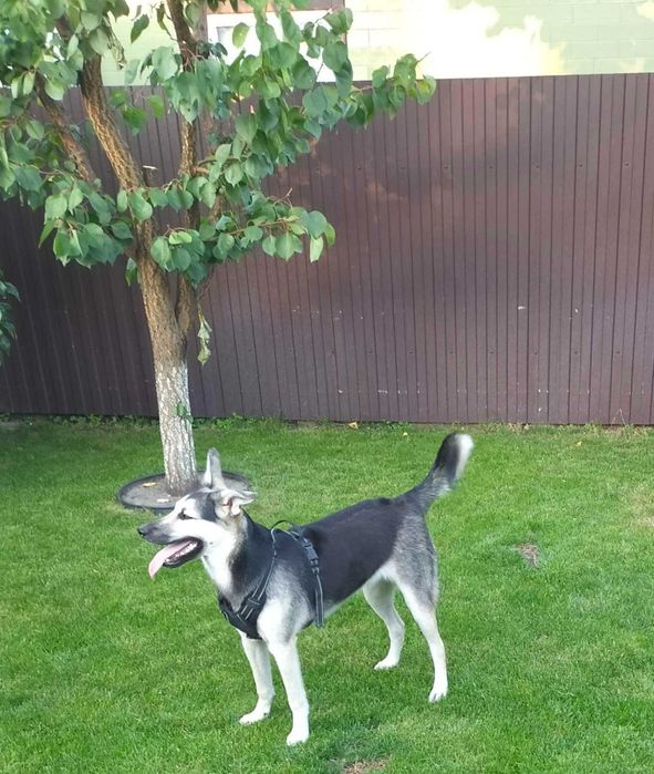 Красуня стерилізована дівчинка, один рік