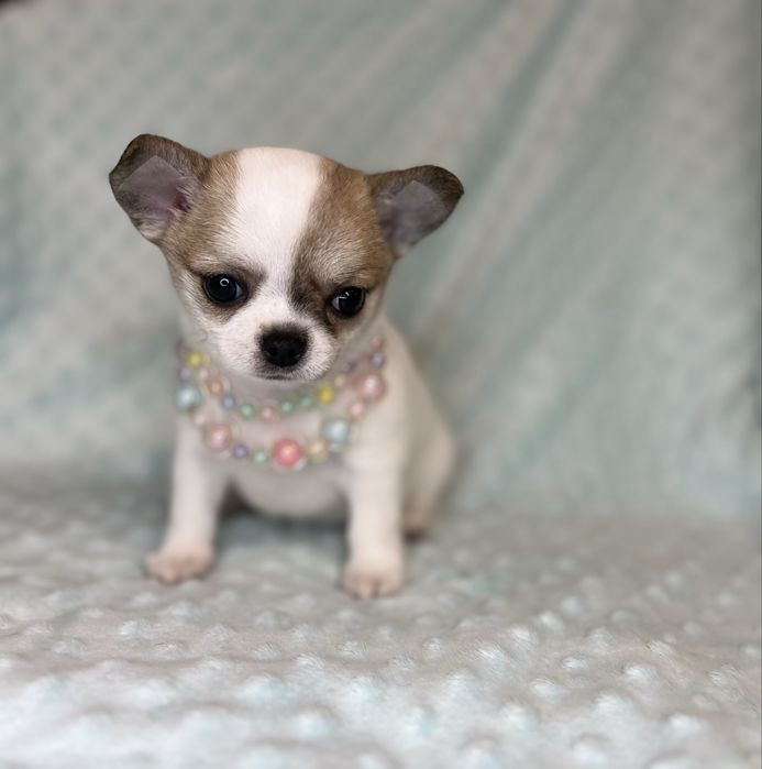 Chihuahua Femea Pelo Curto