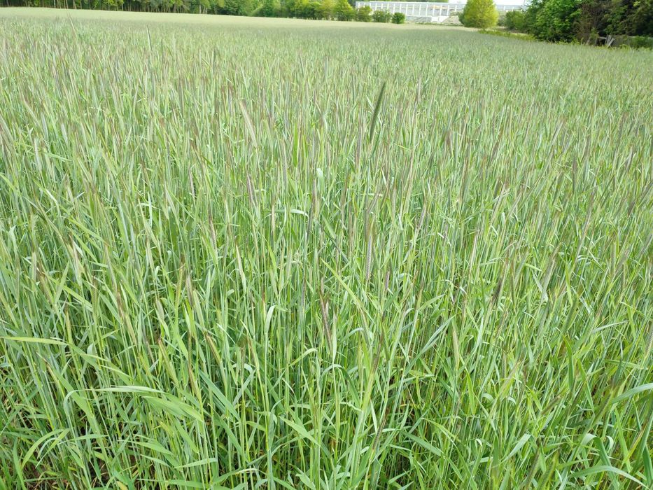 Sprzedam Żyto Kalcyt Czyszczony sezon 2025 ! ! !