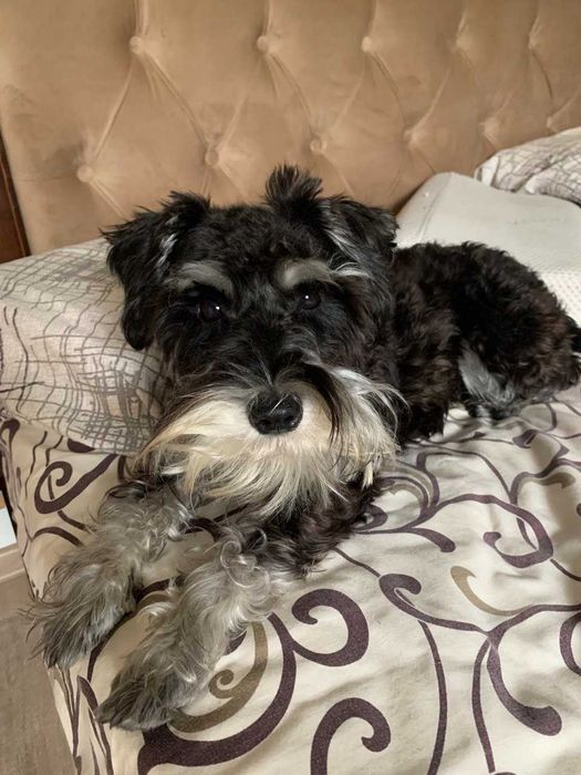 Цвергшнауцер вязка