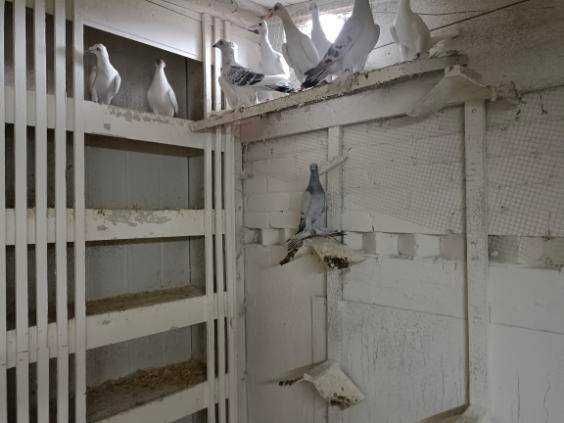 Gołebię Lotne Samice i Samce