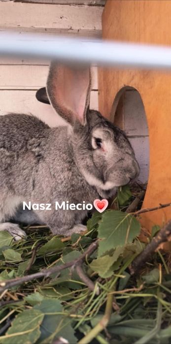 Królik olbrzym belgijski