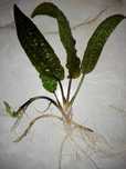 Cryptocoryne Hudoroi