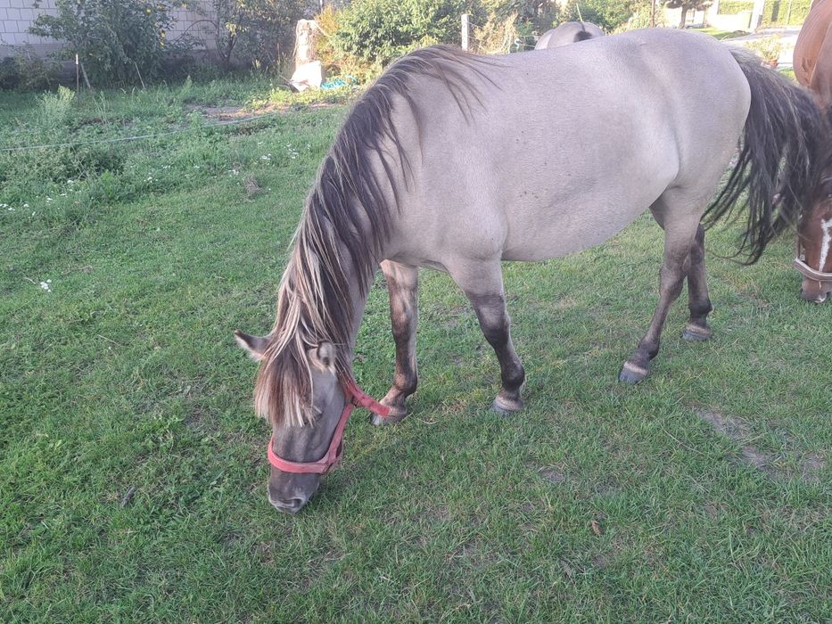 Klacze konika polskiego