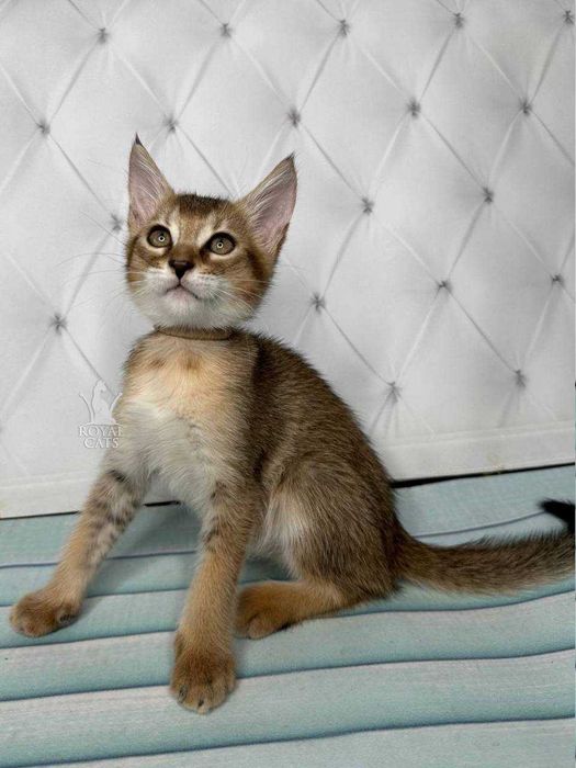 Chausie F2 Дівчинка д.н. 22.06.2023